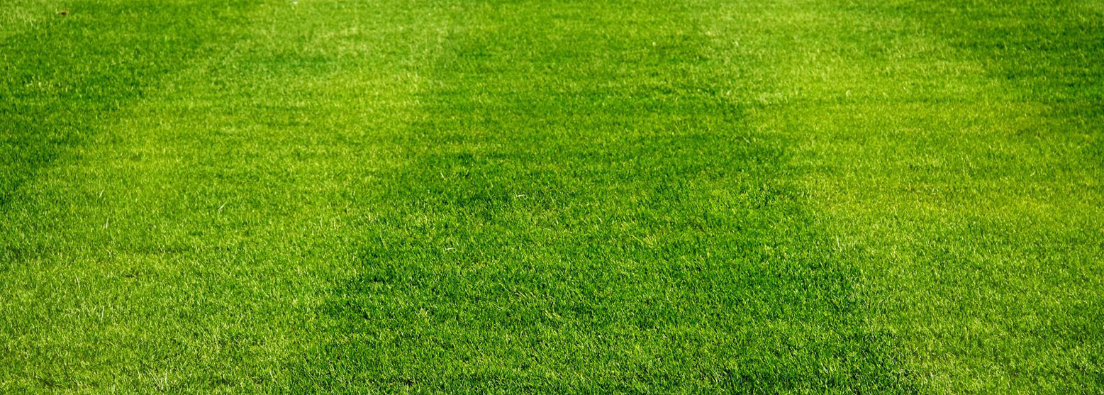 Grass Seed